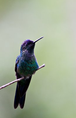 Hummingbird*