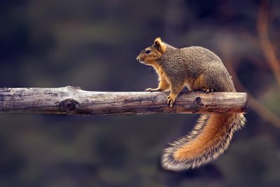 1st: Squirrely Girly by Michael Shealy