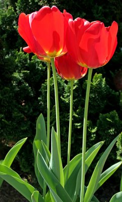 Tulips *