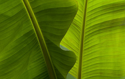 Banana Leaf*