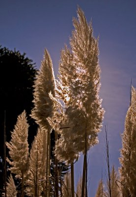5th: Pampas Grass by Brent