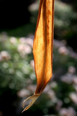 Palm Frond *