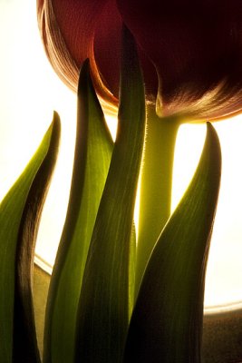 2nd: Tulip - Backlit by elips