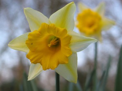 Daffodil *