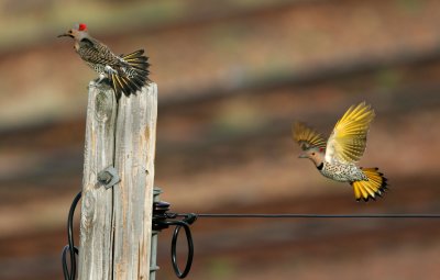 Framed Flight   *