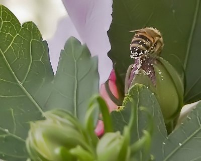 Pollination In Progress..