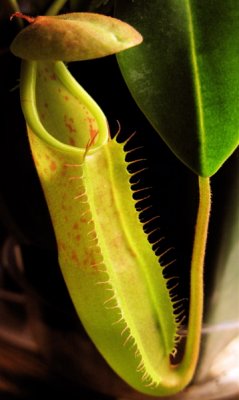 Nepenthes  *