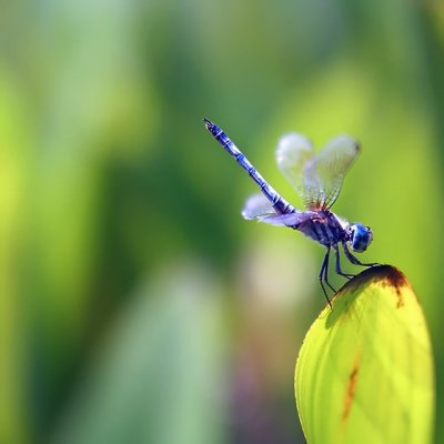 1st: dragonfly by theFly