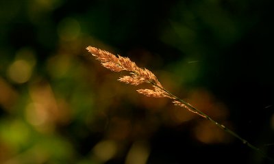 Delicate Brown With Threads