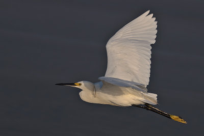 Egret