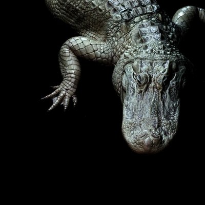 4th: Gator by Bruce Jones