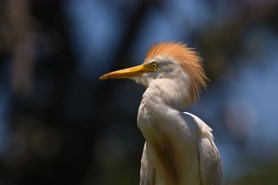 Punk Egret