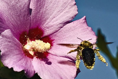 Hollyhock and Bumble Bee