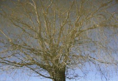 The Mirror Tree