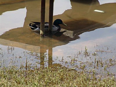 Duck In Water Under Table