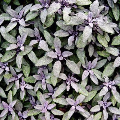 Purple Sage