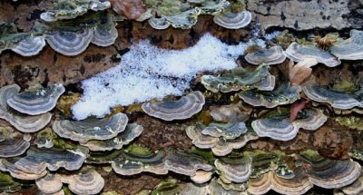 fungi-on-deadwood