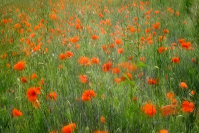 Poppies in the wind *