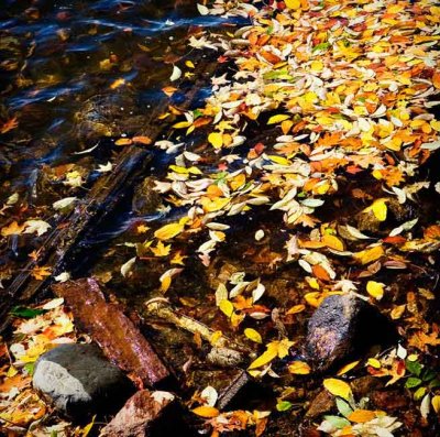 Lake of Leaves