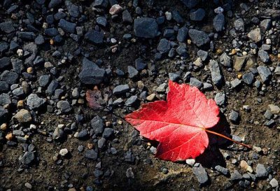 Rocks & Leaf