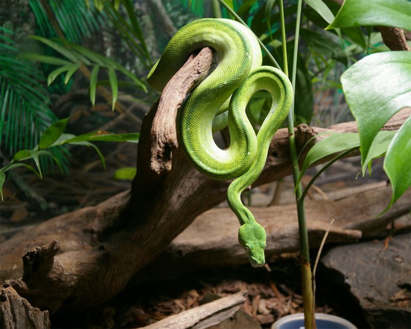 IrwinZoo32.jpg
