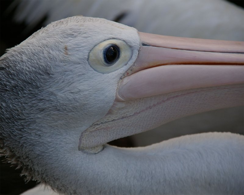 SeaWorld55.jpg