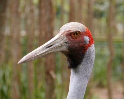 Irwin Australian Zoo