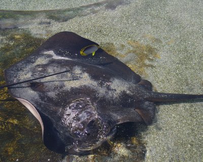 SeaWorld40.jpg