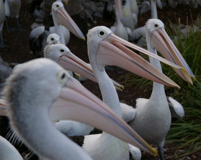 SeaWorld51.jpg