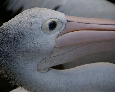 SeaWorld55.jpg