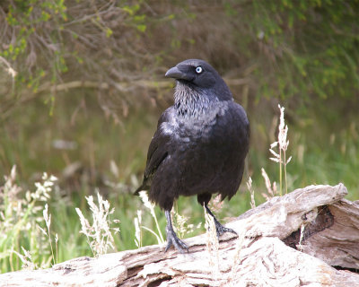 Crow1.jpg