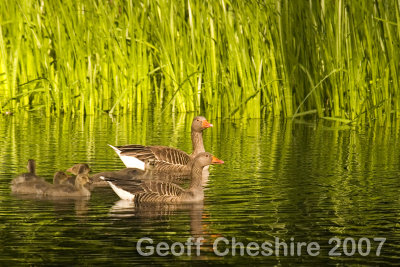Geese on the small lake