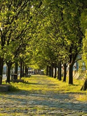 Tree lined walkway, Albert Dock