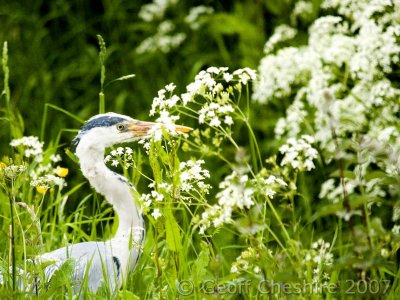 The shy fisherman