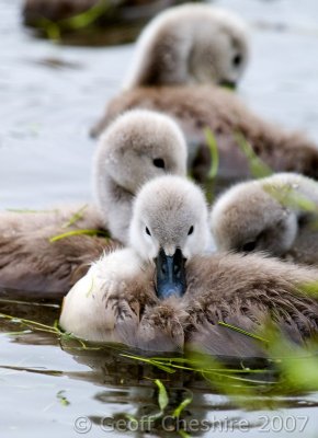 This year's brood of cygnets