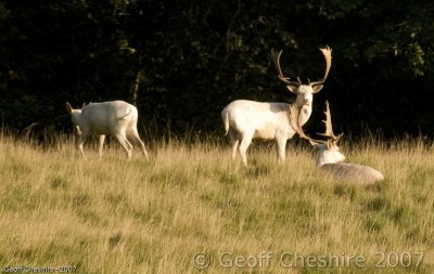 The White Stags