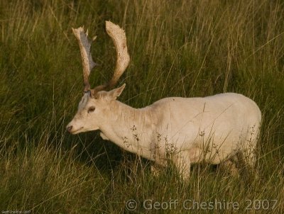 A Bramshill Stag