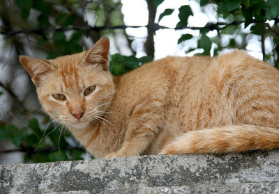 Macau - Stray Cat