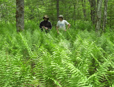 Steve and Phil in Ferns