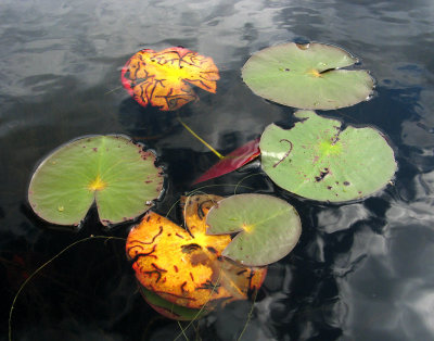 Lily Pads