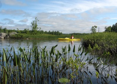 Wetland