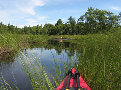 Wetland