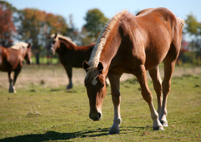 Horses - Annapolis Valley