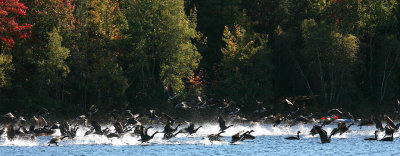 Canada Geese