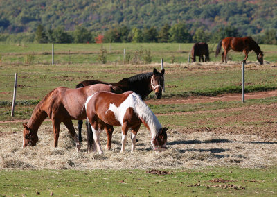 Horses - Annapolis Valley
