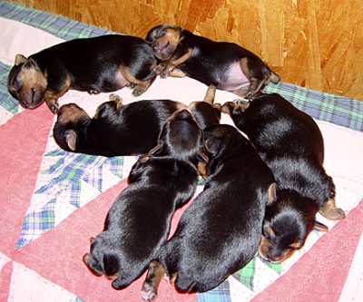 Yorkie Puppies for Sale for Christmas Born 10-30-06