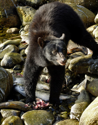 A Black Bears' buffet