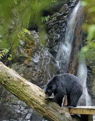 Bear3.jpg