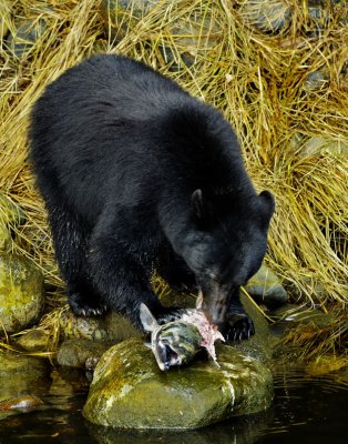 More bears