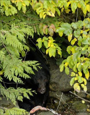 Black Bear with lunch